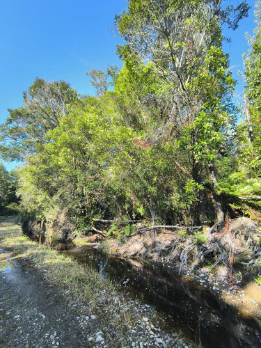 1 Hectárea En Chiloé - Bosque Renoval Cerca De Castro