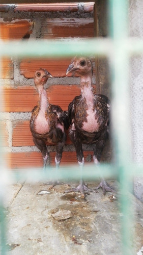 Gallos De Pelea Pqueros Y Nabajas