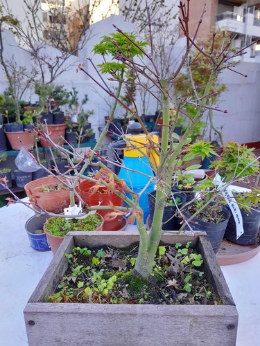 Bonsai De Acer Palmatum Deshojo - Arce Japones Deshojo Japon