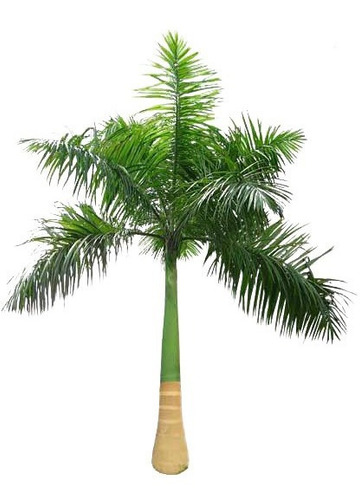 Palmera Imperial Real Cubana Roystonea Regia Granpalmera 2m
