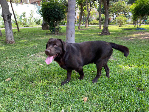 Servicio De Monta Labrador Chocolate