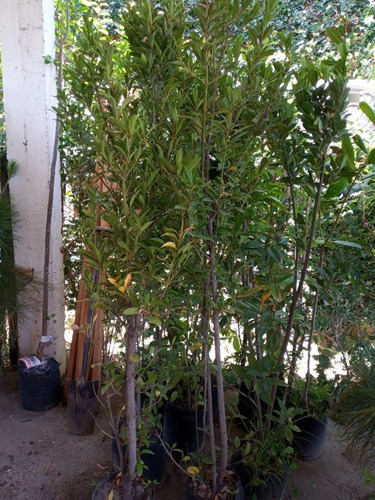 Imagen 2 de 7 de Arbol Laurel Comestible 2 Metros - Original - E.g Caba Y Gba