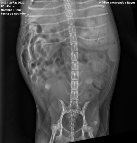 Imagen 5 de 8 de Radiografías Digitales A Domicilio Humanos Y Animales