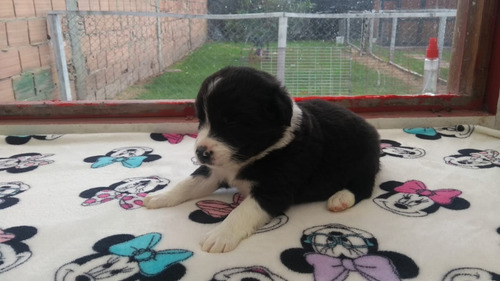 Imagen 2 de 5 de Los Mejores Cachorros Border Collie Del Pais