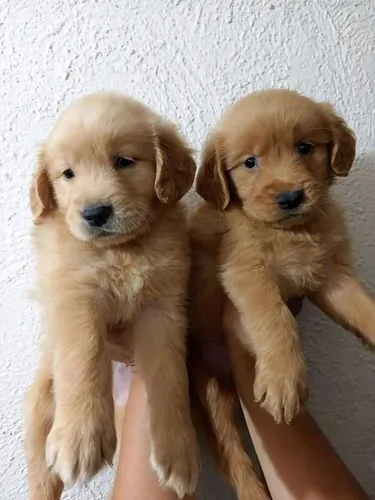 comprar Cachorros Golden Retriver