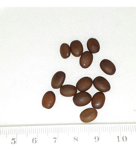Semillas De Acacia De Tres Espinas (gleditsia Triacanthos)