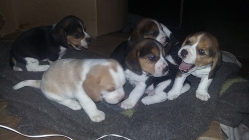 Perros Cachorros Beagle