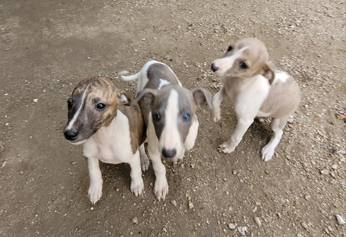 Cachorros  Whippet 