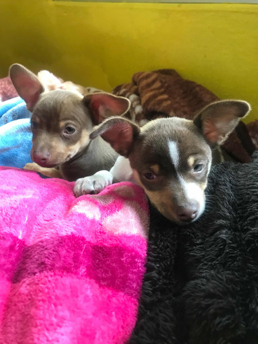 Cachorros Chihuahuas De 70 Días Bonitos Ojitos Verdes