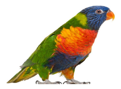 Loris Arco Iris Colores Nacida En Criadero Anillado Papeles