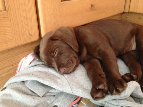 Los Mas Lindos Bebés Labrador - Martina Cachorritos