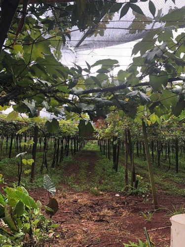 Imagem 1 de 24 de Chácara Com 3 Dormitórios À Venda, 10000 M² Por R$ 1.200.000,00 - Marialva - Marialva/pr - Ch0007