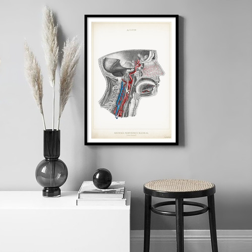 Anatomía Humana 60-61-62-63-64-65-66-67-68-69-70-60bis