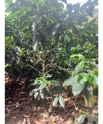 Se Vende Finca Córdoba Quindío