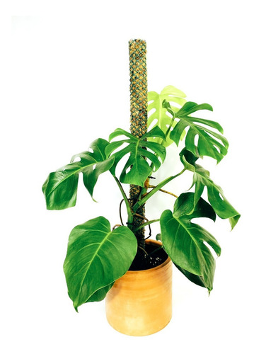 Tutor De Musgo Para Plantas (autoregante) Xl