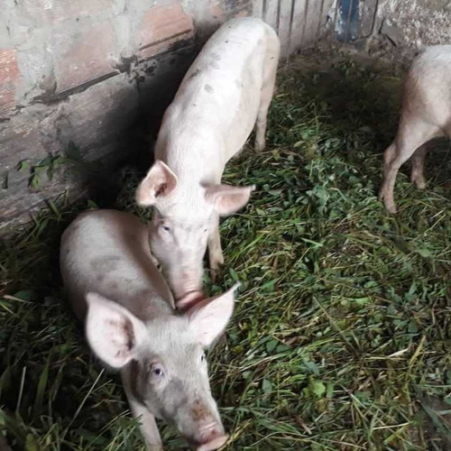 Imagen 1 de 14 de Finca Productiva Para Cria De Porcinos En Parapara De Ortiz