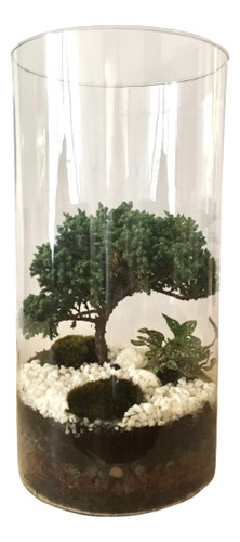 Bonsai Terrario Arbolito A Elegir: Junípero, Ficus O Guayabo