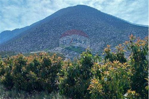 Campo En Venta - Colliguay- Iv Region-paltas