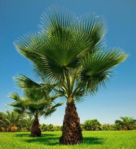 Imagen 1 de 3 de Palmera Washingtonia Filifera  (palmera De California) 10lts