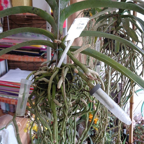 Tubetes Médios Para Vanda Asconcenda Rega Umidade C/ 5