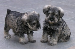 Cachorros Schnauzer Miniatura!