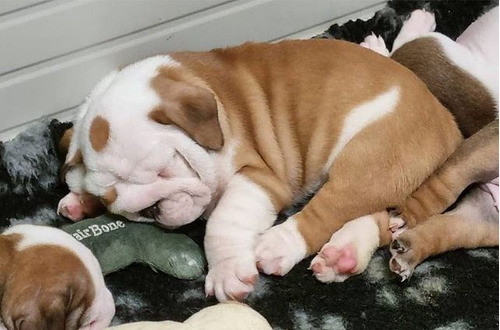 Cachorros Bulldog Ingles, Vacunados Y Desparasitados