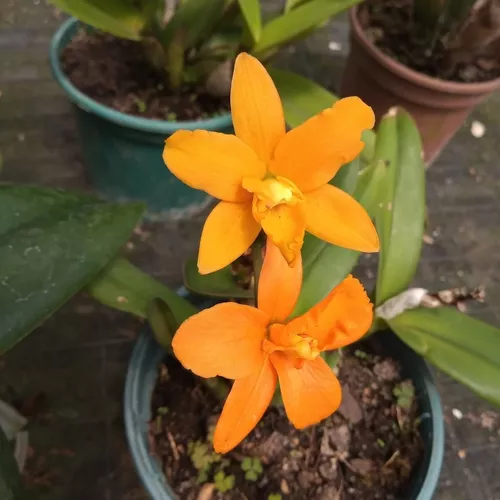 Mini Orquídea Cattleya Shiphong Amarela Laranja Coleção