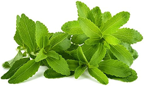 Stevia ( Stevia Rebaudiana Bertoni ) Más Semillas 