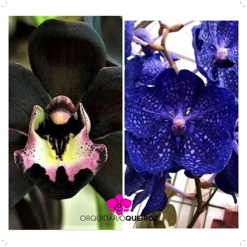 1 Muda Orquidea Vanda Azul + Orquídea Negra Cymbidium Kiwi | Parcelamento  sem juros