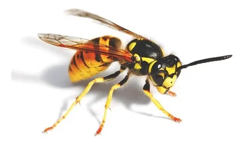 Elimine Panales De Avispas Y Abejas. Cebo Gel Matra X 1 Kg