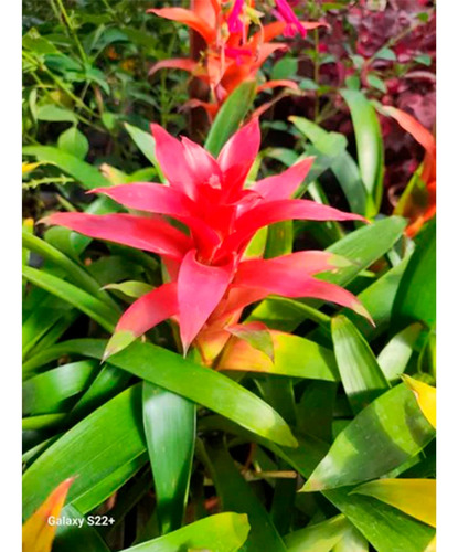 Neoregelia Cuidados
