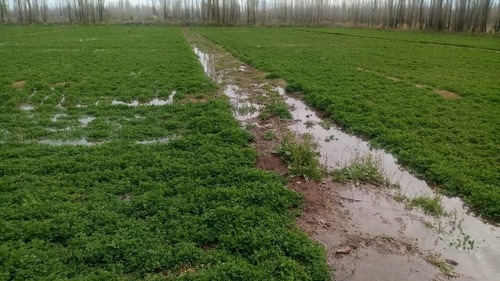Imagen 2 de 10 de Venta O Permuta 25 Hectáres 25 De Mayo La Pampa