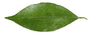 Folhas De Laranja Lima , 100 Folhas Frescas.
