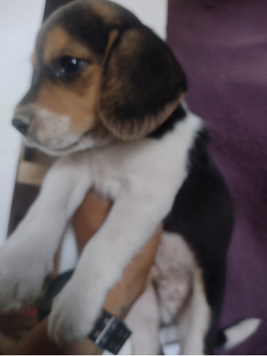 Cachorros Beagles Tricolor