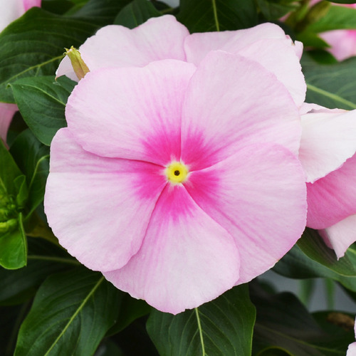 48 Sementes Especiais Vinca De Madagascar Icy Pink.