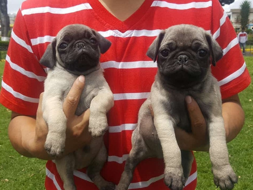 Pug Carlino Envíos Y Entregas A Todo El País