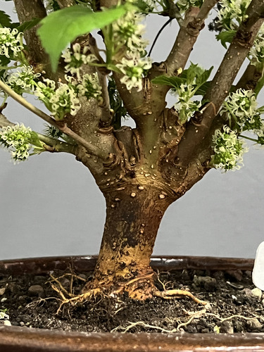 Bonsai Mora Morus N4 12años En Maceta Ceramica Esmaltada