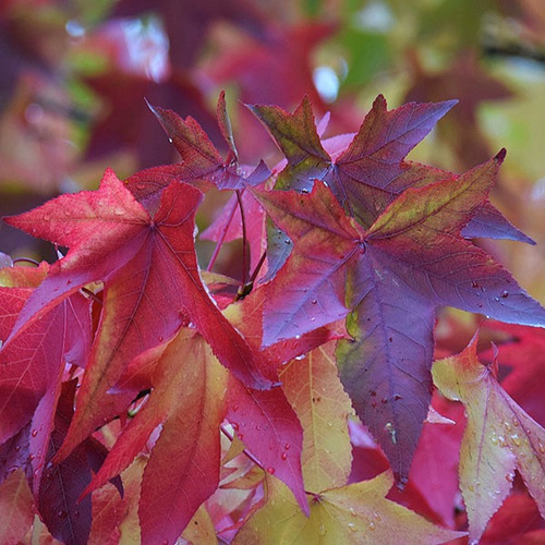 Semillas De Liquidambar X 30 Unid.