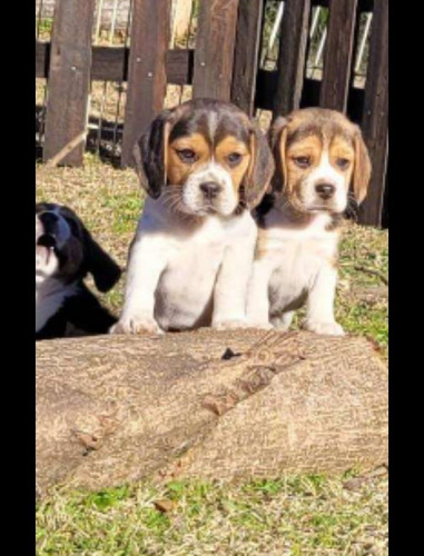 Beagle Cachorros Machos  -  Hembras Fca