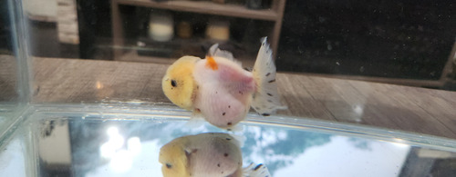 Pez Oranda Cabeza De Leon Calico 5 Amarillo