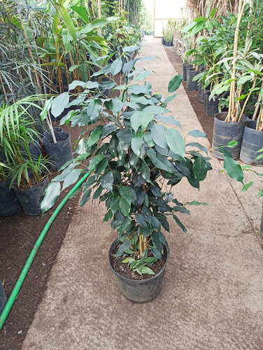Planta Ficus Benjamina - Planta Para Interior/exterior .