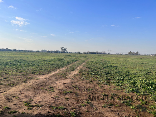 Excelente Campo Agrícola/ganadero!.