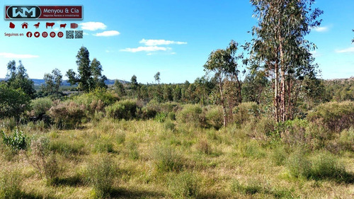 Imagen 4 de 12 de Venta Campo Lavalleja 490 Has Forestal Ganadero 217has En Rebrote Forestal Suelos 2.11a Y 2.11b