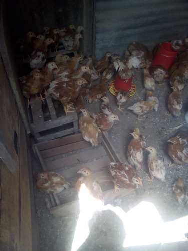 Gallinas Ponedoras