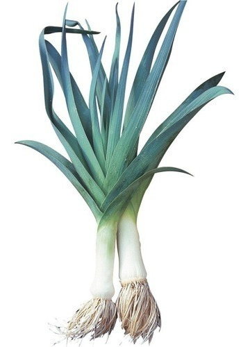 100 Semillas De Puerro Azul De Italia Pie De 20 Cm Allium P.