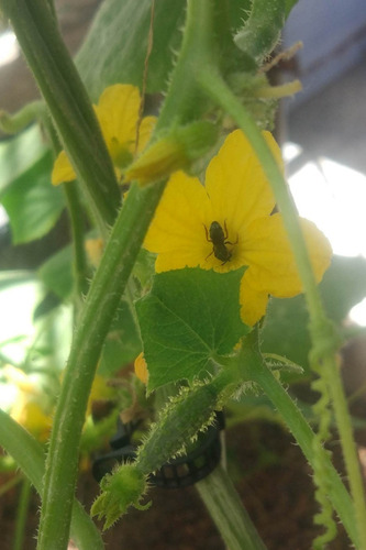 Hidroponia Lo Que Necesitas Para Hacer Crecer Tus Plantas