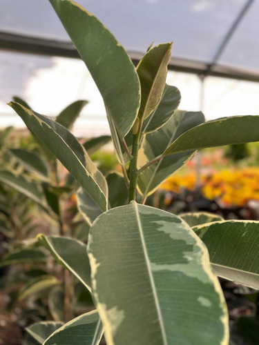 Planta De Hule Variedad O