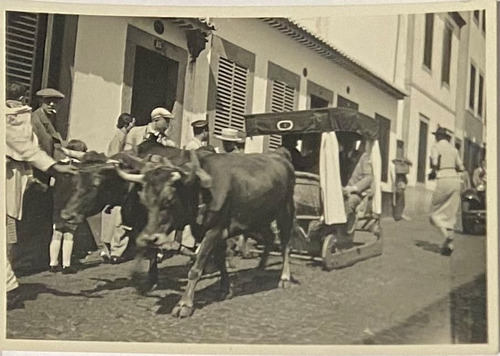 Pequeña Fotografía, Antigua, Circa 1900, Toros, B/n, 3p04