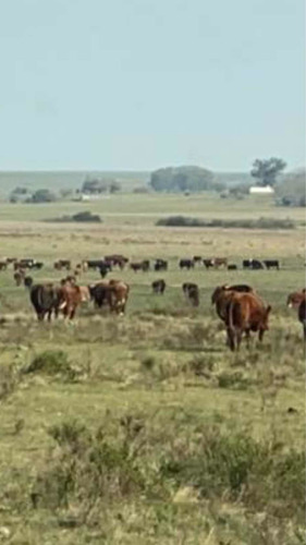 Imagen 10 de 13 de 2.500 Hectáreas Mixtas ( Duraznos. Uruguay ).