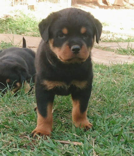 Rottweilers Filhos Do N.1 Brasil 2012 Mamute Rottland